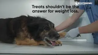 Weight Management - with Carnipure&reg; L-Carnitine