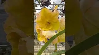 Великолепная желтая орхидея #ванда в цвету в питомнике RF Orchids! Это ванда Редленд Хэппи! #раст...