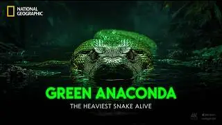 Green Anaconda: The World&rsquo;s Heaviest Snake and the Power of Silent Strength