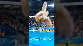 Элитные коты-бойцы #смешно #питомцы #кот #смех #уморительно #хохотун #животные #комедия #бассейн ...