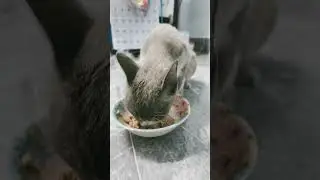 Street Cat Mealtime Moments Eating #streetcat #straycat #catlife #catvideo #eating