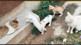 #dadcat 4 : Kittens saw their father first time☺☺