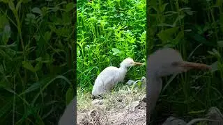 Birds #bird #nature #cr7 #travel #ufc #beautiful #pakistan #flood #birds #caledonian #uefa #ufc