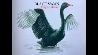 BLACK SWAN (Cygnus atratus) Bird Song