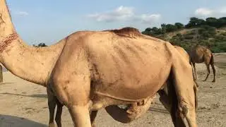 Amizing video at thar desert ||Camel beby milk farming🖤