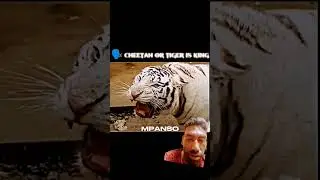#tiger #animals #lion #wildlife #motivation #music #hiphop #rap