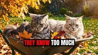 I Used AI to ask Cats About their thoughts ( BIG MISTAKE )
