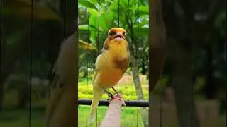 Play This Sound and See Your Canary Sing Like Never Before 🎧💛#canary #canarysinging #bird #birds