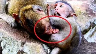 Poor Timo  Sherri bite special point of baby , Baby feel hurt so much 210