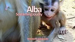 Very pity baby Alba, Alba cry loudly cos mom always weaning, Mom never care baby Alba