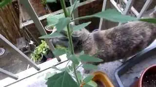 Mackacat  is 5 years  old today