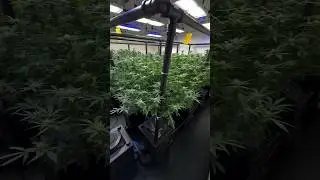 Flora d&iacute;a 30 cultivo de cannabis en sistema hidroponico recirculante