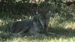 Coyote's Backyard Visits, January 2023