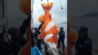 Giant Sea Monsters Caught by Fishermen! 🐙🎣#GiantSeaCreatures #FishingDiscoveries #OceanMysteries