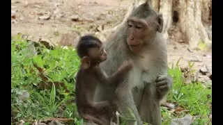 Monkey Julina And Little Baby Jasper Monkey  in Amber Group,March 5,2022/U-Share Mk168
