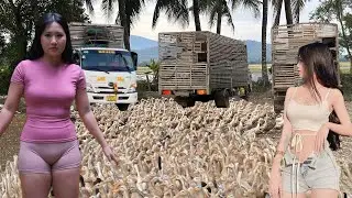 Close-up view of free-range ducks migrating to the new rural area.
