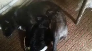 ГЕЙКА КОРМИН ЦЫРИКА
