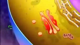Cell organelles and their function animation