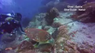 Scuba Diving Sabang, Pulau Weh; Turtle Spotted at Arus Balee Dive Site