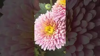 #pink chrysanthemum  #flowers #new #likes #view #viralshort #youtube #nature #gardening #mums #daisy