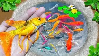 Amazing Catching Catfish, Baby Arowana, Perch, Koi, Guppies, Ornamental Fish, Frogs  Fishing Videos