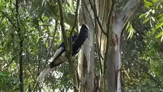 BLACK-AND-WHITE -CASQUED HORNBILL ( BYCANISTES SUBCYLINDRICUS) UGANDA