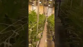 Mixed Lighting for Indoor Cannabis Cultivation | Matrix Vega Dyna LED Grow Lights & DE HPS 1000W