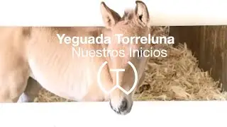 Nuestros Inicios. Yeguada Torreluna