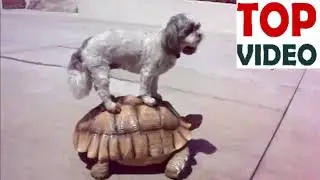 #Funny #animals riding #turtles   #AnimalcompilatioN #вперед #большая #черепаха #Go #го