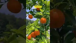 orange season #vegetables #fruit #gardening #garden #watermelon #mangovarieties #mango #farming