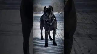 Top 5 Cane Corso Mix Breed #facts #dogbreed #dogbreeds #animallife