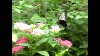 Butterfly Flying (Slow Motion Animation Reference)