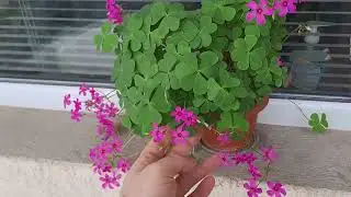 Checking the Clovers 🌼🌺🌻 Ogiwon's Adventuring Vlog.