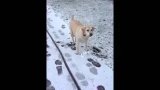 Snowy Wales - dog eating snow 2