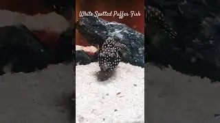 MMA Shorts : GuineaFowl Puffer Fish | Black White Spotted Puffer Fish #pufferfish #puffer #fish
