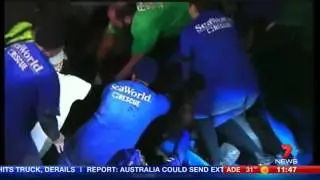 Sea cows rescued from underground pipes