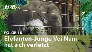 Sorge um Voi Nam (Folge 15) | Elefant, Tiger & Co. | MDR