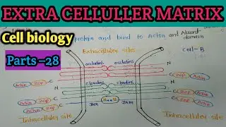 Cell biology part &ndash; 28 Extra celluler matrix @TEACHINGPATHSHALA