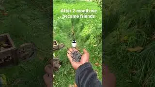 HOW I became friends With a WILD BIRD, cool transition 😯 #shorts #birds #animal
