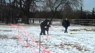 Winter Fun Run dog lure coursing Feb. 25th 2012 // Buck