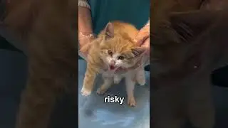 Kind hearted man rescued a &ldquo;muscular&rdquo; kitty#pets #pets