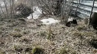 猫+1000р. Снежана Э. СПАСИБО!!! на Сбербанк 2202203654418625 Елена К.