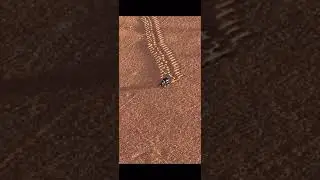 BEETLE IN THE SAHARA DESERT