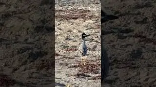 Bad hair day 😅 #yelllowcrownednightheron #beach #birds