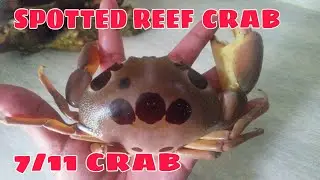 EATING SPOTTED REEF CRAB / Buhay Probinsya Ulam
