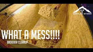 WHAT A MESS!!!  CHICKEN BROODER CLEANUP!!! Keeping Our DIY Chicken Brooder Clean