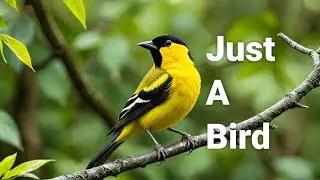 Kiskadee bird sound that will make your day brighter