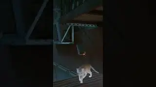 CCTV detects Cat Presence #Stray #shorts