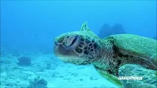 Meerestiere sterben wegen der Plastikverschmutzung im Meer
