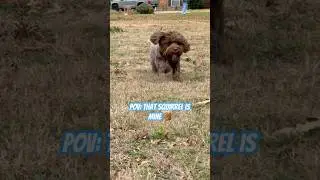 That squirrel is mine 🐿️ #shorts #puppy #funny #cute #dog #dogshorts #fypシ゚viral #pets #happydog